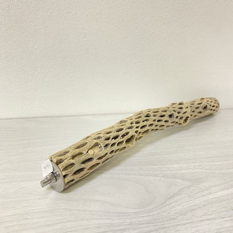 ケージサイズカクタスパーチ⑧ 極小サイズ直径2-3cm HOEI35サイズ