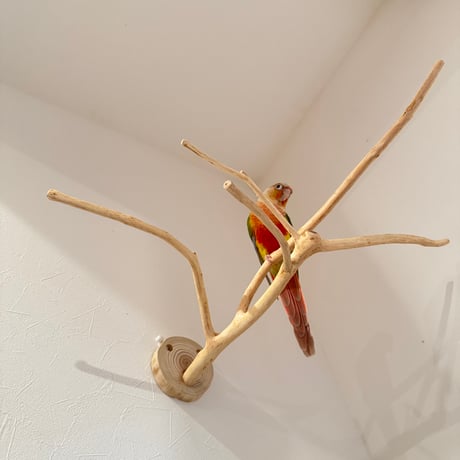 槇（マキ）のピノキオの鼻【自然木の止まり木 インコのおもちゃ】