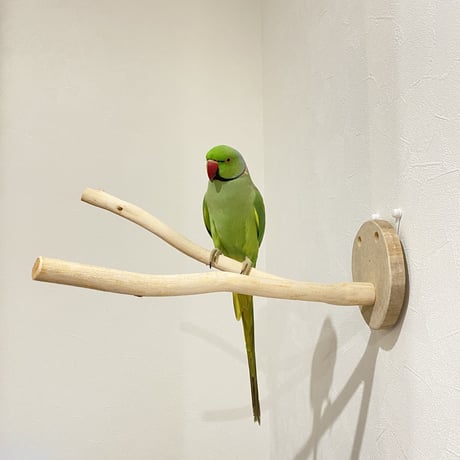 ピノキオの鼻 ③ 桧（ヒノキ）
