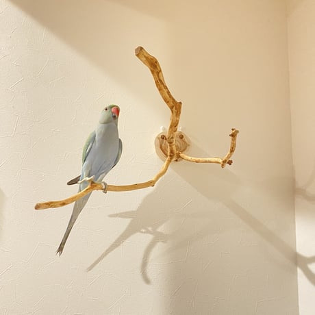 ピノキオの鼻 ⑥