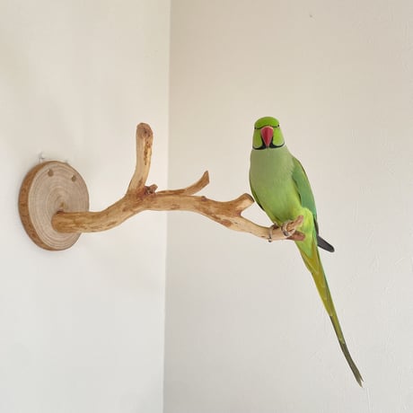 ピノキオの鼻 ⑥