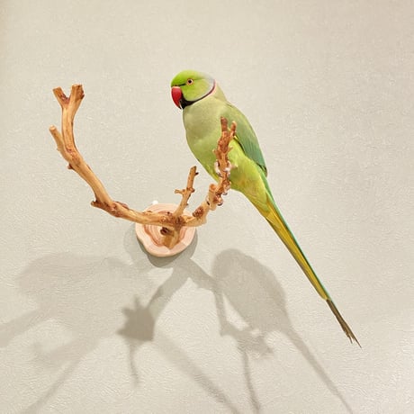 ピノキオの鼻 ⑩