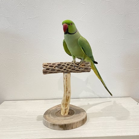 カクタスのスタンドパーチ②　パーチ長さ15cm／高さ17.5cm