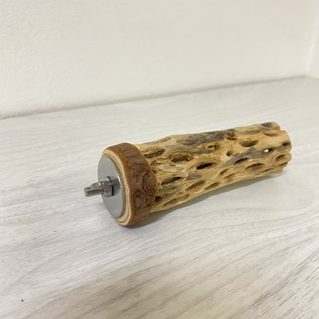 カクタスパーチ③ 極小サイズ 直径（約2-3cm）長さ/10cm