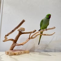 貝塚伊吹おやつ入れ付きスタンドパーチ　 【インコ 自然木 止まり木 】
