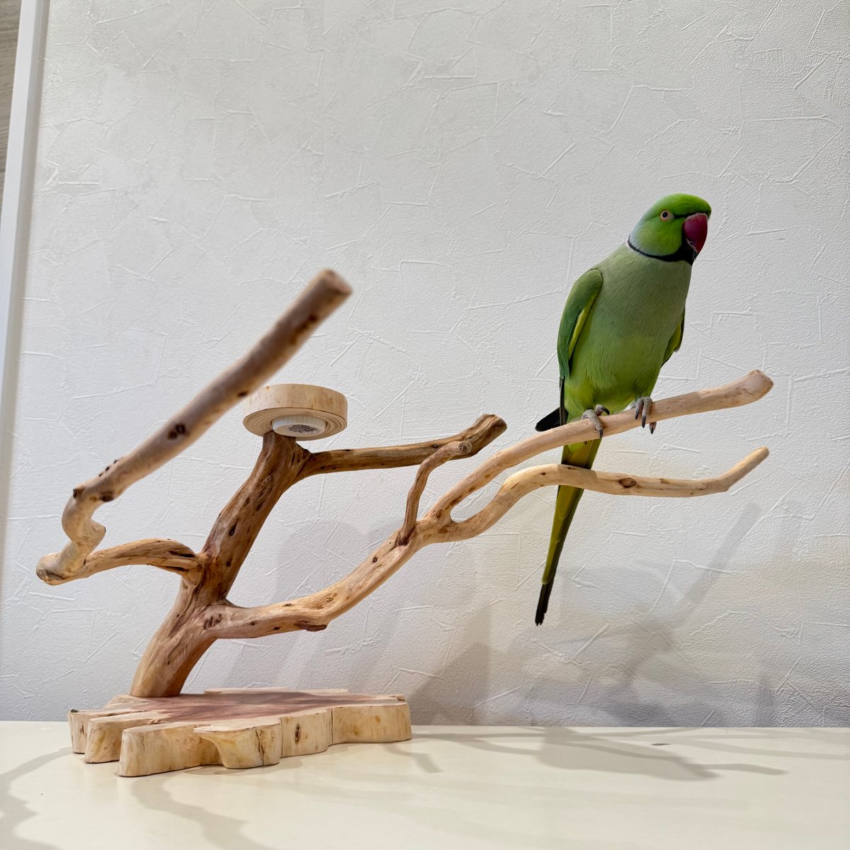 貝塚伊吹おやつ入れ付きスタンドパーチ 【インコ 自然木 止まり木