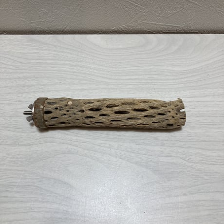 カクタスパーチ⑩極小2-3㎝長さ15㎝