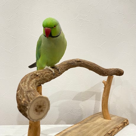ツタの殿様スタンドパーチ③