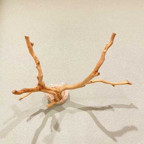 ピノキオの鼻 ③