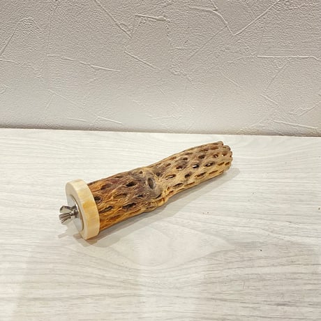 カクタスパーチ小直径3~4cm 長さ15cm ②