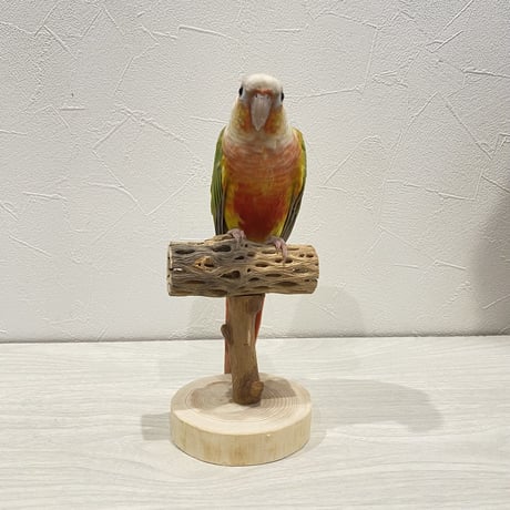 【体重測定用】カクタスのスタンドパーチ⑦  長さ9cm／高さ10cm