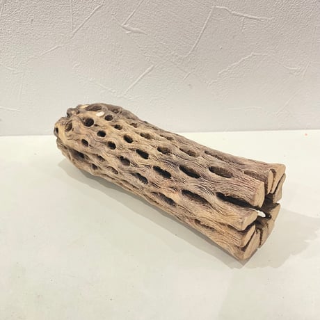 カクタスパーチ⑦ 直径約5.5cm/長さ19cm