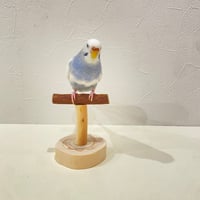 ツタのスタンドパーチ【体重測定用】