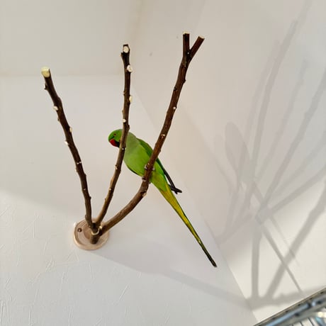 CATEGORY ピノキオの鼻 | 自然木の鳥用品 鳥豆堂【トリマメドウ