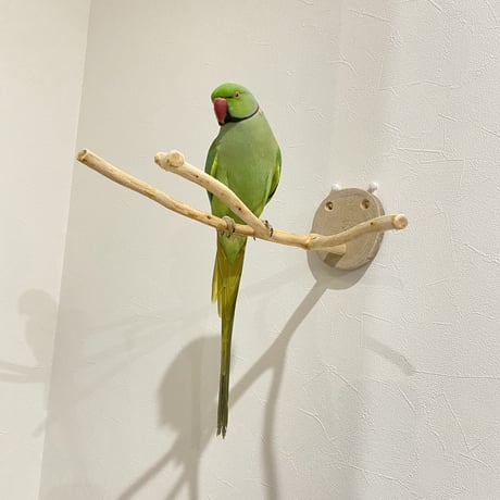 ピノキオの鼻 ⑤ 桧  小型さん用
