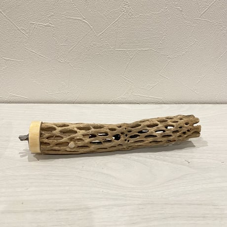 カクタスパーチ【4】極小 直径約2-3cm/19㎝