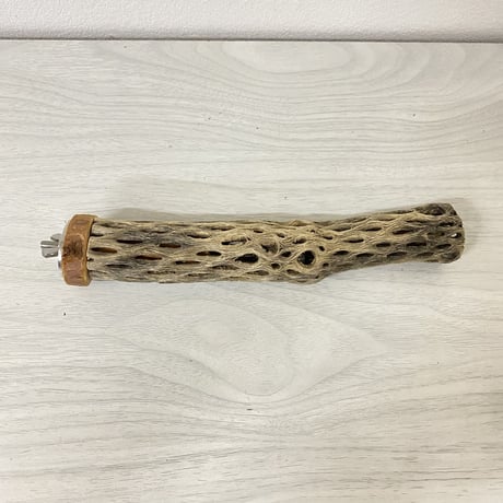 カクタスパーチ⑦ 極小サイズ 直径（約2-3cm）長さ/18.5cm