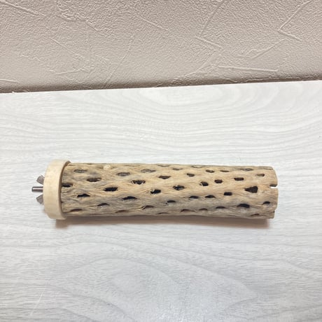 カクタスパーチ⑦小3-4㎝長さ15㎝
