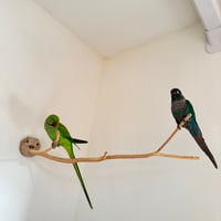 ながーーーい　桧のピノキオの鼻③
