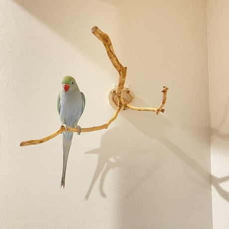 ピノキオの鼻 ⑥