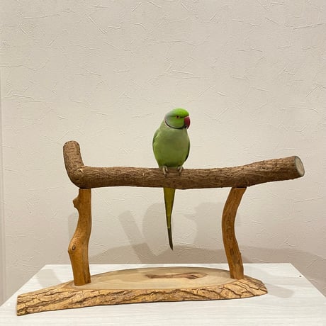 ツタの殿様スタンドパーチ①