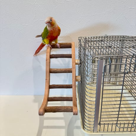 ウェーブラダー ハシゴ 【自然木の止まり木 インコのおもちゃ】