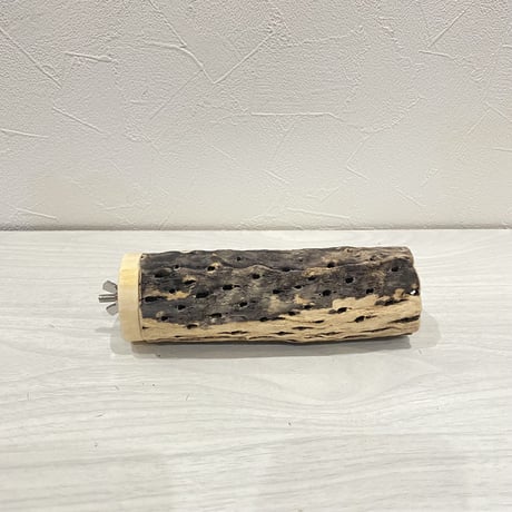 カクタスパーチ【5】中直径約5.5cm/15cm