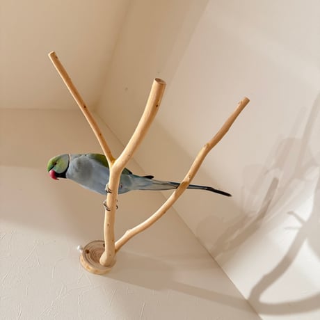 桧のピノキオの鼻 ③【インコ 自然木 止まり木 】