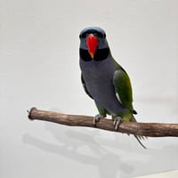 自然木（ツタ）殿様パーチ③HOEI465 直径約2.2cm/長さ44cm