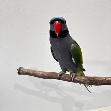 自然木（ツタ）殿様パーチ③HOEI465 直径約2.2cm/長さ44cm