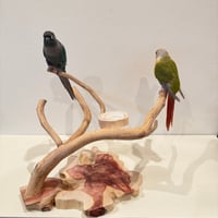 カイヅカイブキのおやつ入れ付きスタンドパーチ  【インコ 自然木 止まり木 】