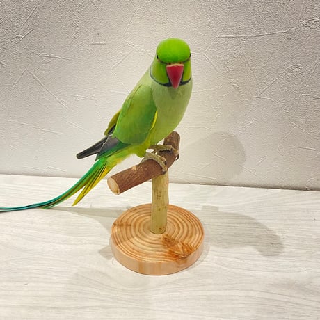 自然木(ツタ)のスタンドパーチ②   パーチ長さ12cm／高さ約10.5cm