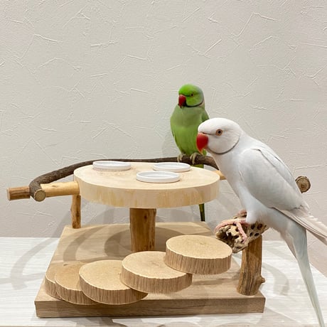 ツタとカクタス アリスのお茶会テーブル
