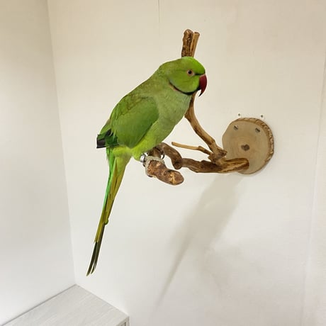 【K様専用】ピノキオの鼻 カクタススタンドパーチ