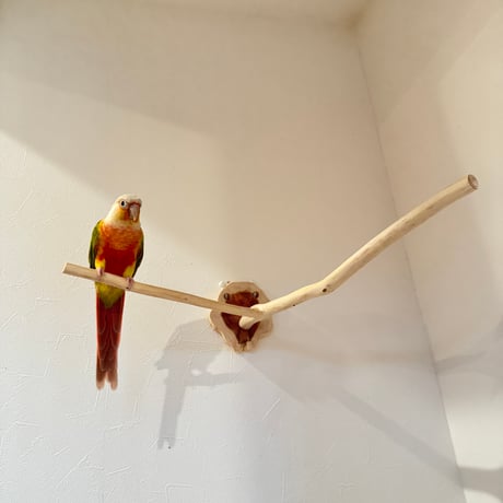 桧のピノキオの鼻 ⑥