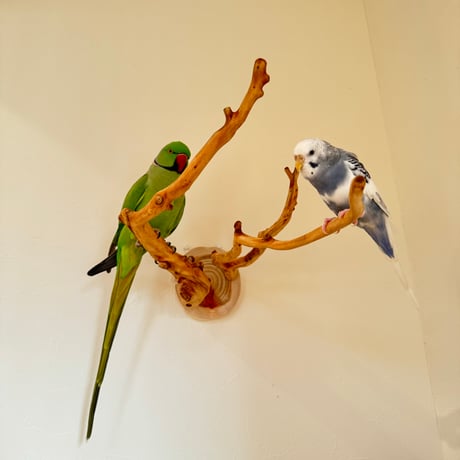 ピノキオの鼻 ⑦お鼻2本