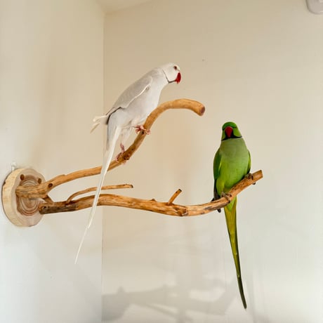 ピノキオの鼻 ④お鼻2本