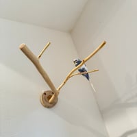 桧のピノキオの鼻 ⑨