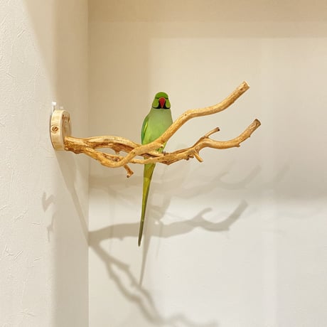 ピノキオの鼻 ⑦