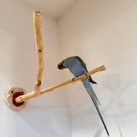 桧のピノキオの鼻 ①