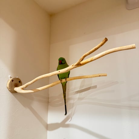 桧のピノキオの鼻 ⑤  【自然木 天然木 止まり木 インコ オウム】