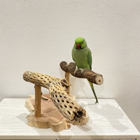 【中型・大型用】ツタとカクタスの殿様スタンドパーチ②【インコのおもちゃ・自然木のとまり木】