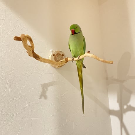 ピノキオの鼻 ②