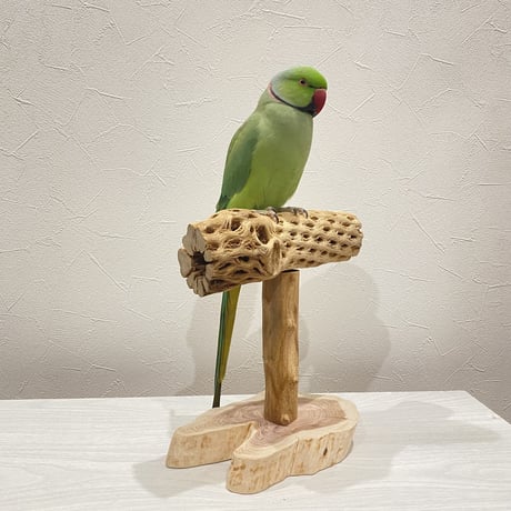 カクタスのスタンドパーチ②　パーチ長さ20cm／高さ21cm