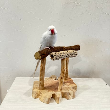ツタとカクタスのスタンドパーチ【B】