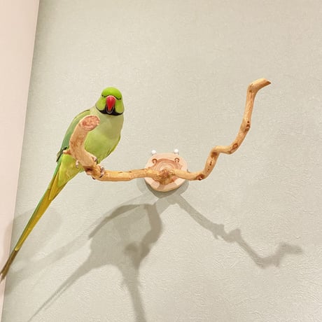 ピノキオの鼻 ⑦