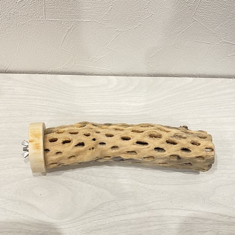 カクタスパーチ⑦ 中直径約5.5cm/20cm