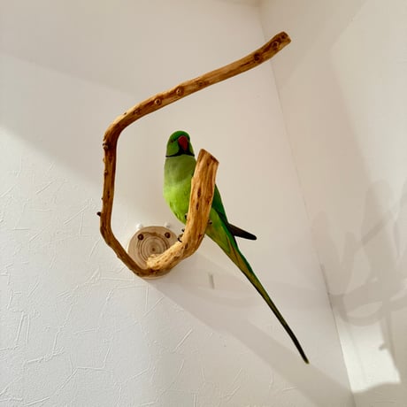 ピノキオの鼻 ②