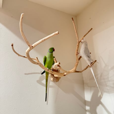 貝塚伊吹のピノキオの鼻 【インコの止まり木 自然木 天然木】