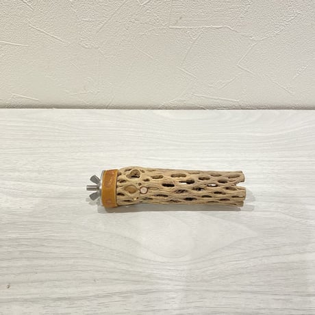 カクタスパーチ① 極小直径2-3cm/10cm